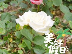 -欢饮(王府井总店)