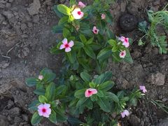 -北纬44度·金珠花海休闲农业旅游景区