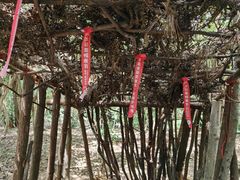 -青龙山国家森林公园