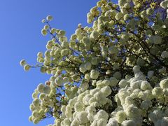 -墨尔本皇家植物园