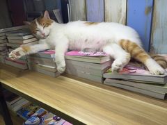 -小时光咖啡馆(开森度假森林店)