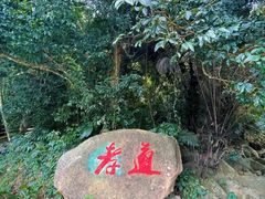 -海南霸王岭国家森林公园