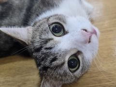 -李小姐の猫咖啡馆(五角场店)