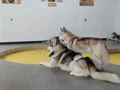-Husky Go! 哈士奇体验馆·宠物咖啡厅狗咖