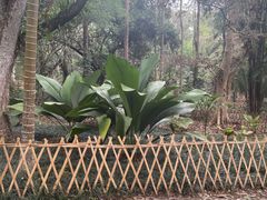 -中国科学院西双版纳热带植物园