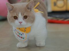 -Bastet sally猫舍购宠(静安店)