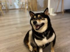 -柴迷FANS CLUB·柴犬狗咖·猫咖