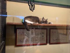 -猫咪博物馆(顶澳仔猫街店)