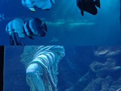 -太平洋海底世界