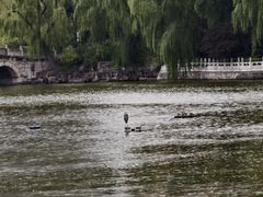 -迎泽公园