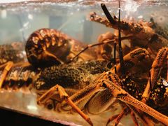 -甄御•海鲜新青岛菜(麦岛店)