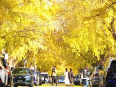 -三里屯东五街银杏大道