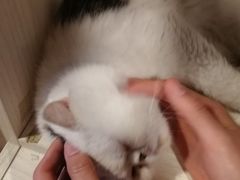 -Cappucimeow猫咪咖啡馆(韦伯时代店)