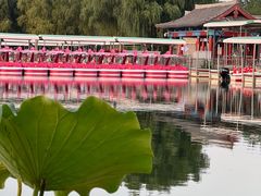 -莲花池公园
