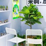 杭州探店｜商场里的一抹绿｜满满的春日气息