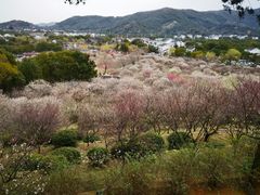 -香雪海