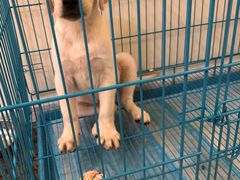 -翊宠yipet猫狗购宠庄园犬舍•猫舍