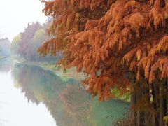 -贡湖湾湿地公园