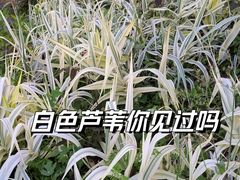 -洋湖国家湿地公园