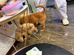 -宠爱国际动物医院·疑难骨科·心肾内科·皮肤科(太阳宫店)