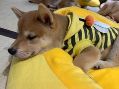 -逗柴咖啡屋·狗咖猫咖宠物桌游