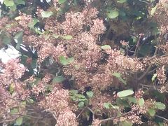 android_upload_pic-南沙天后宫景区