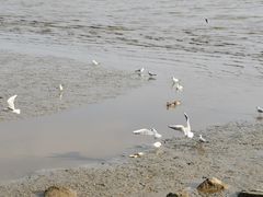-深圳湾公园(南山区)