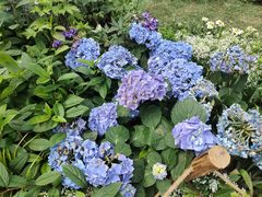 -深圳仙湖植物园