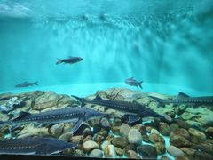 -太平洋海底世界