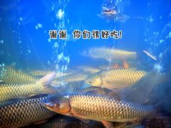 -淘米捞·米汤脆鲩鱼火锅(福田皇岗店)