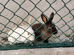 -上海滴水湖皇冠假日酒店