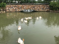 -田园东方蜜桃村的田野营地