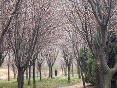 -淇河国家湿地公园