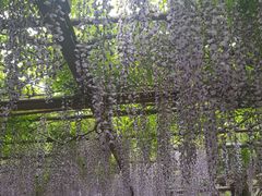 -嘉定紫藤园