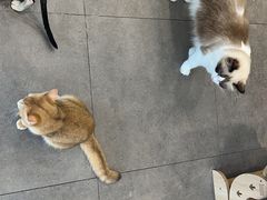 -飞行喵MR PILOT|猫舍·猫咖(静安大融城店)