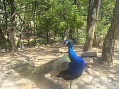 -燕塞湖鸟语林景区