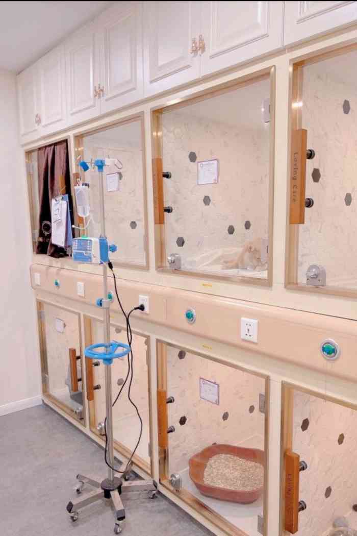 宠爱国际动物医院(徐家汇店)-"【项目】疾病治疗平时活蹦乱跳的小猫咪