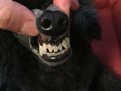 -Oh My Dog宠物沙龙(伊珊娜皮毛护理店)