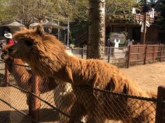 -大连森林动物园