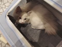 -momokira米努特·德文卷毛猫·棉花面纱犬
