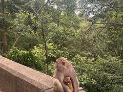 -黔灵山公园
