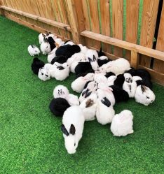 -萌宠亲子动物乐园(槐房万达店)