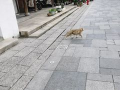 -三林塘老街