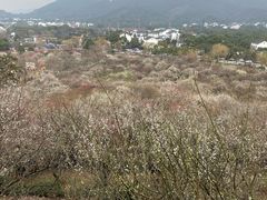 -香雪海
