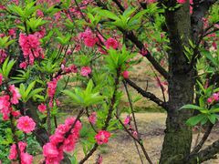 -南国桃园旅游度假区