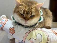 -逗柴咖啡屋·狗咖猫咖宠物桌游