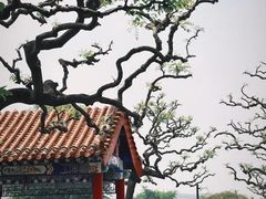 -曹州牡丹园