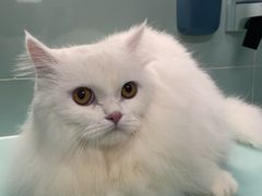 -猫宠乐园·专业洗护