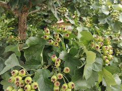 -意大利农场度假村