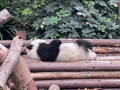 -成都大熊猫繁育研究基地